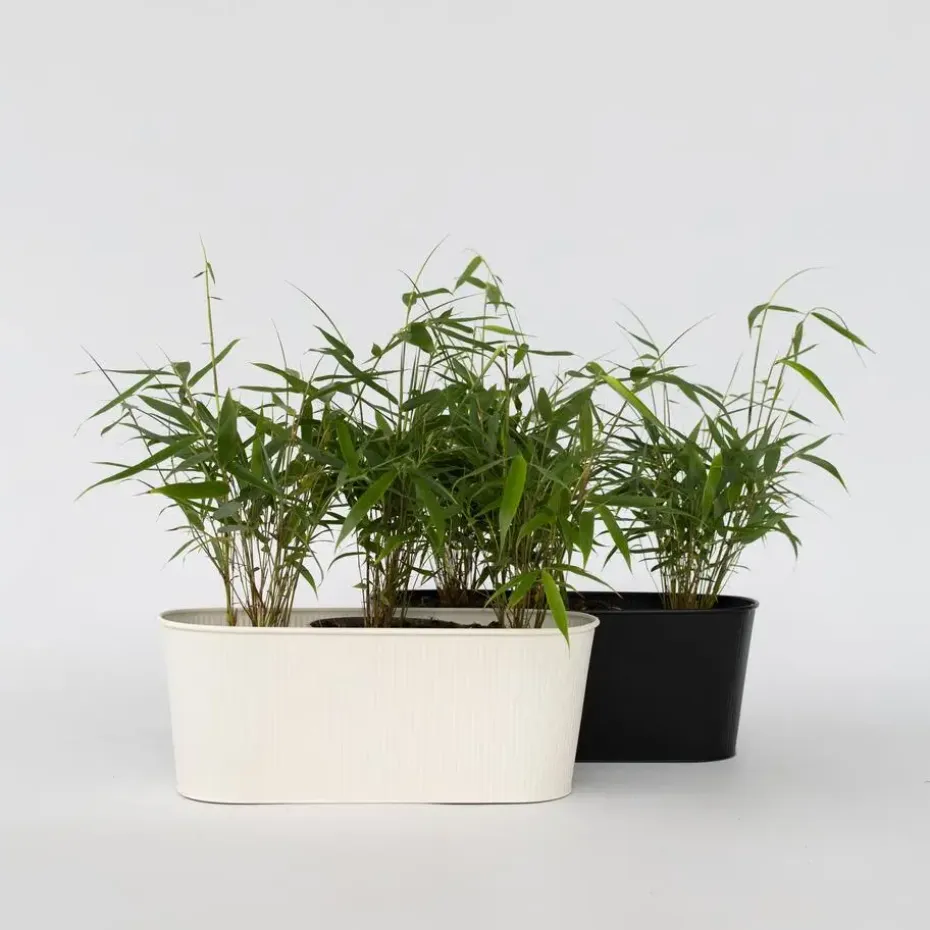 Kleurrijke Bamboe - Set van 18 - Fargesia 'Asian Wonder - Hoogte 25-40cm - ⌀13cm