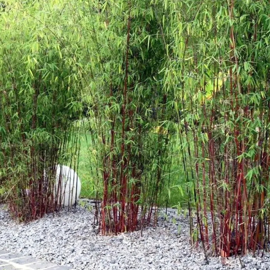 Kleurrijke Bamboe - Set van 18 - Fargesia 'Asian Wonder - Hoogte 25-40cm - ⌀13cm