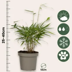 Kleurrijke Bamboe - Set van 3 - Fargesia 'Asian Wonder' - Hoogte 25-40cm - ⌀13cm