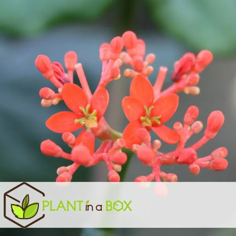 Koraalplant - Set van 2 - Jatropha podagrica - Hoogte 25-45cm - ⌀13cm