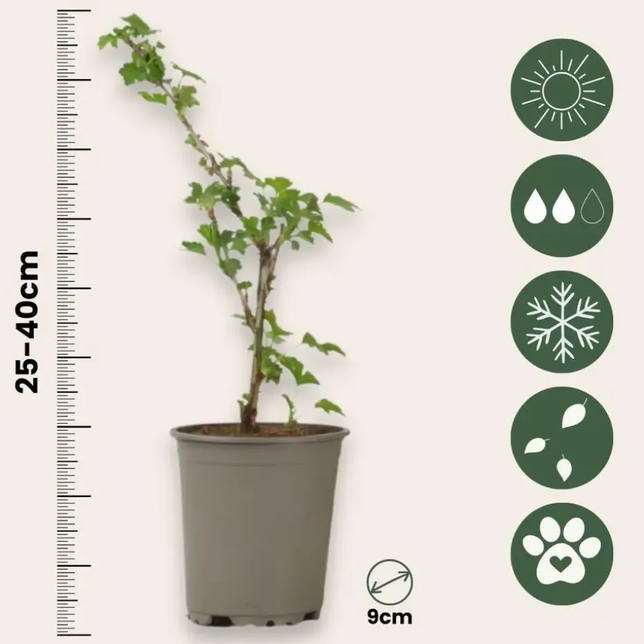 Kruisbes - Set van 3 - Ribes uva- crispa - Hoogte 25-40cm - ⌀9cm