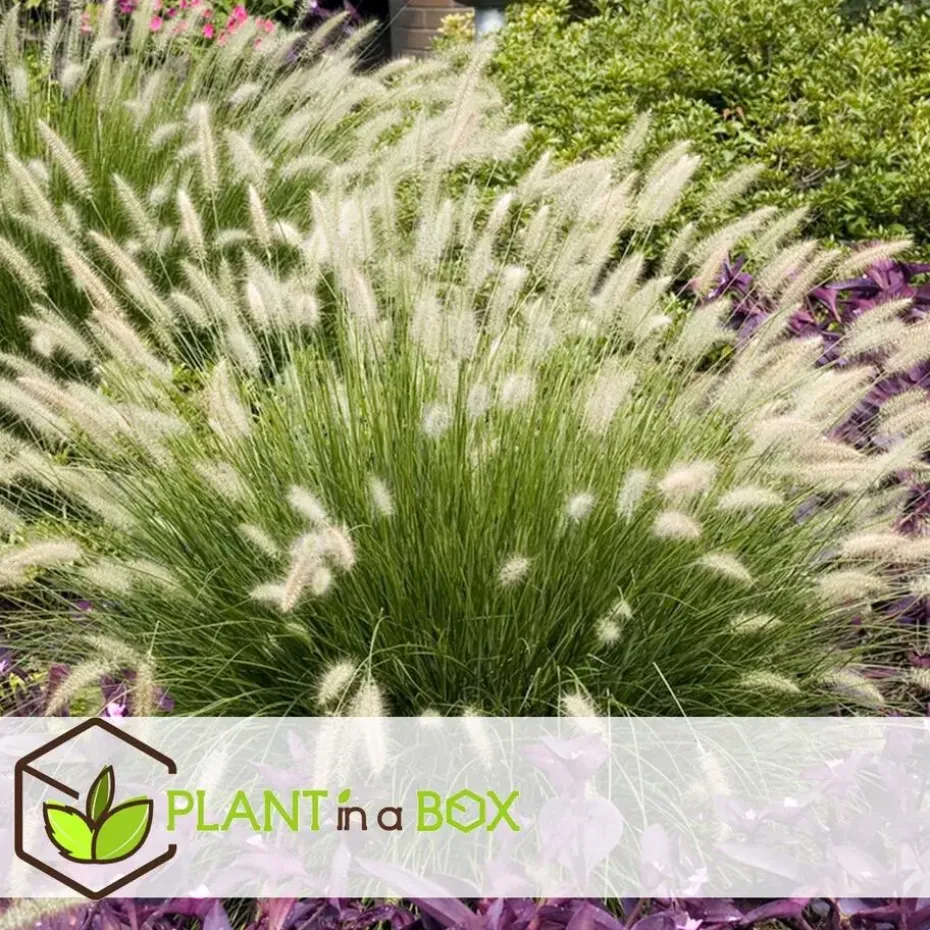 Lampenpoetersgras - Set van 2 - Pennisetum 'Hameln' - Hoogte 20-30cm - ⌀23cm