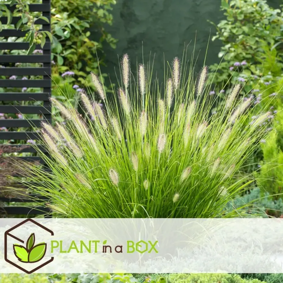 Lampenpoetersgras - Set van 2 - Pennisetum 'Hameln' - Hoogte 20-30cm - ⌀23cm