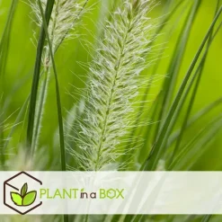 Lampenpoetersgras - Set van 2 - Pennisetum 'Hameln' - Hoogte 20-30cm - ⌀23cm
