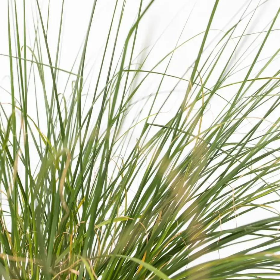 Lampenpoetersgras - Set van 2 - Pennisetum 'Hameln' - Hoogte 20-30cm - ⌀23cm