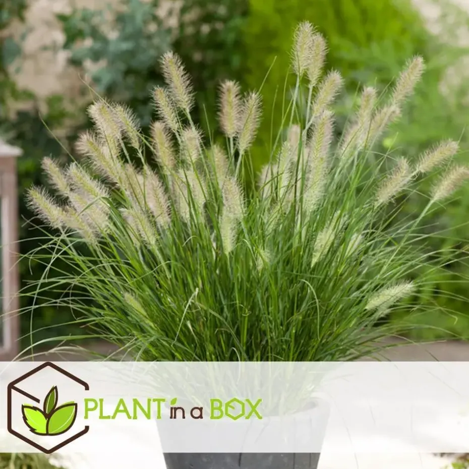 Lampenpoetersgras - Set van 2 - Pennisetum 'Hameln' - Hoogte 20-30cm - ⌀23cm
