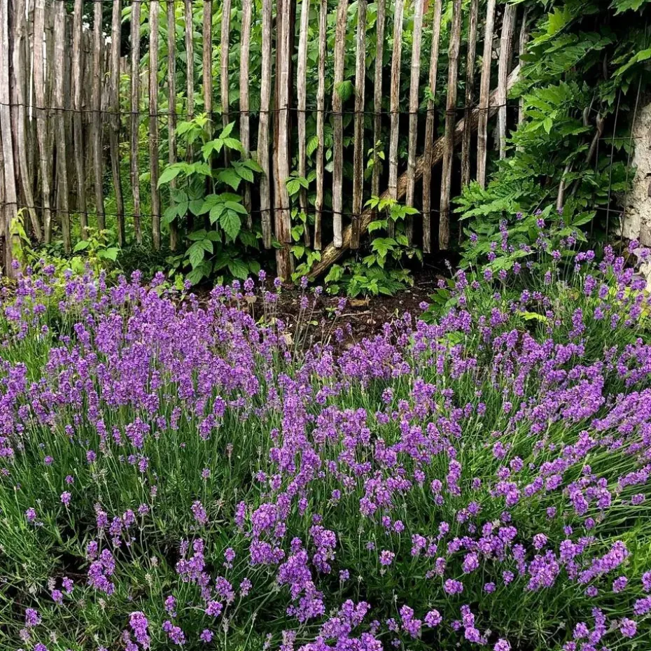 Lavendel - Set van 12 - Lavandula angustifolia - Hoogte 10-15cm - ⌀10,5cm