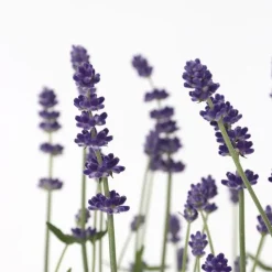 Lavendel - Set van 6 - Lavandula angustifolia - Hoogte 10-15cm - ⌀10,5cm