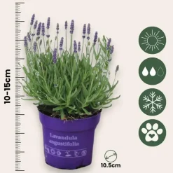 Lavendel - Set van 6 - Lavandula angustifolia - Hoogte 10-15cm - ⌀10,5cm