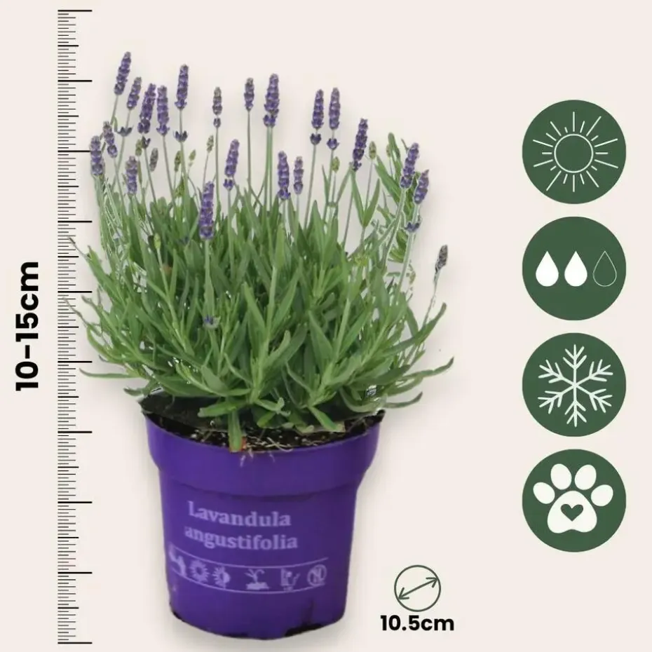 Lavendel - Set van 6 - Lavandula angustifolia - Hoogte 10-15cm - ⌀10,5cm