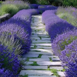 Lavendel - Set van 6 - Lavandula angustifolia - Hoogte 10-15cm - ⌀10,5cm