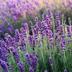 Lavendel - Set van 6 - Lavandula angustifolia - Hoogte 10-15cm - ⌀10,5cm