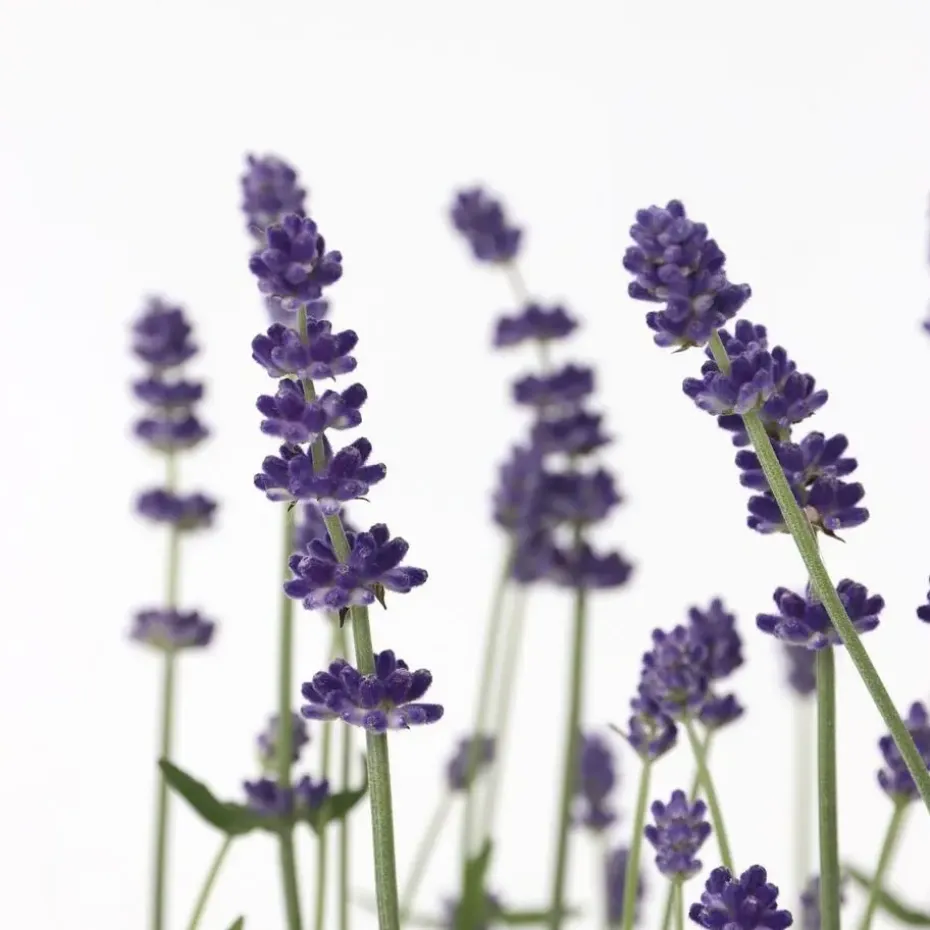 Lavendel - Set van 36 - Lavandula angustifolia - Hoogte 10-15cm - ⌀10,5cm
