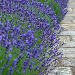 Lavendel - Set van 36 - Lavandula angustifolia - Hoogte 10-15cm - ⌀10,5cm