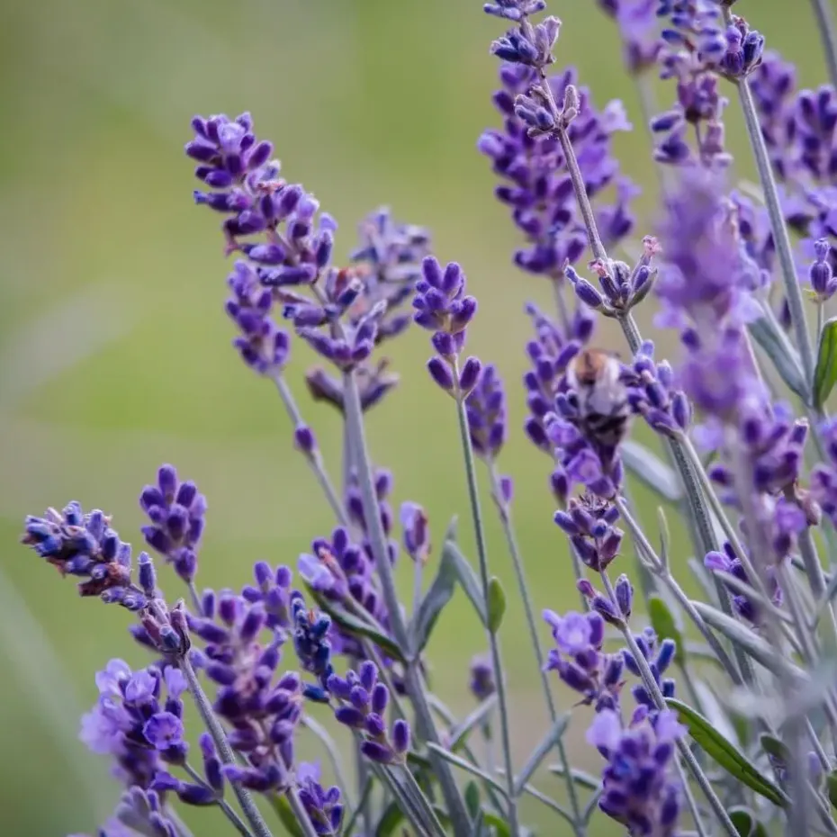 Lavendel - Set van 36 - Lavandula angustifolia - Hoogte 10-15cm - ⌀10,5cm