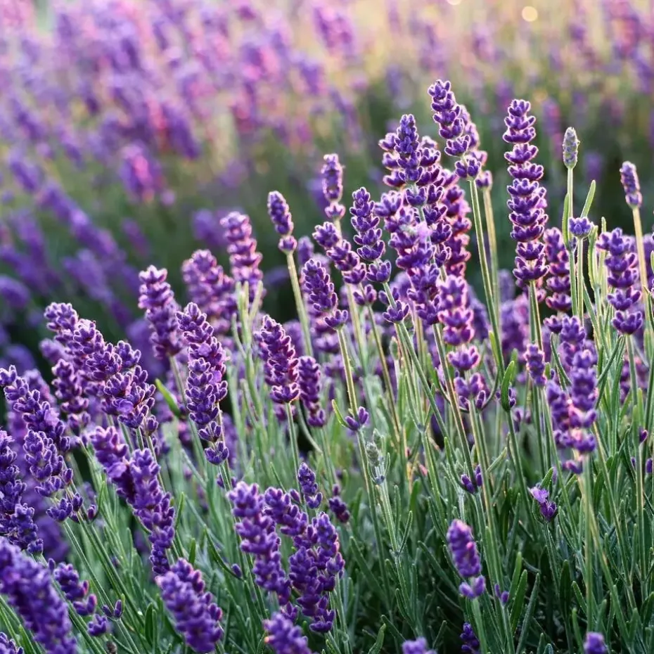 Lavendel - Set van 36 - Lavandula angustifolia - Hoogte 10-15cm - ⌀10,5cm