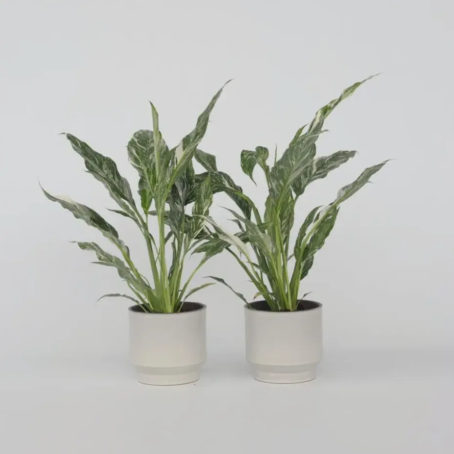 Lepelplant - Set van 2 - Spathiphyllum 'Diamond' - Hoogte 40-50cm - ⌀12cm