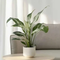 Lepelplant - Set van 2 - Spathiphyllum 'Diamond' - Hoogte 40-50cm - ⌀12cm
