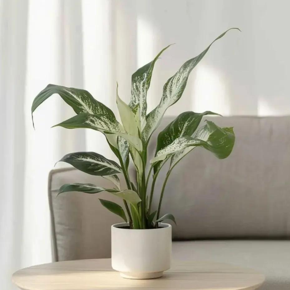 Lepelplant - Set van 2 - Spathiphyllum 'Diamond' - Hoogte 40-50cm - ⌀12cm