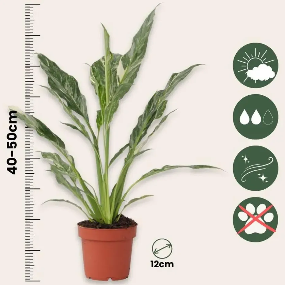 Lepelplant - Set van 2 - Spathiphyllum 'Diamond' - Hoogte 40-50cm - ⌀12cm