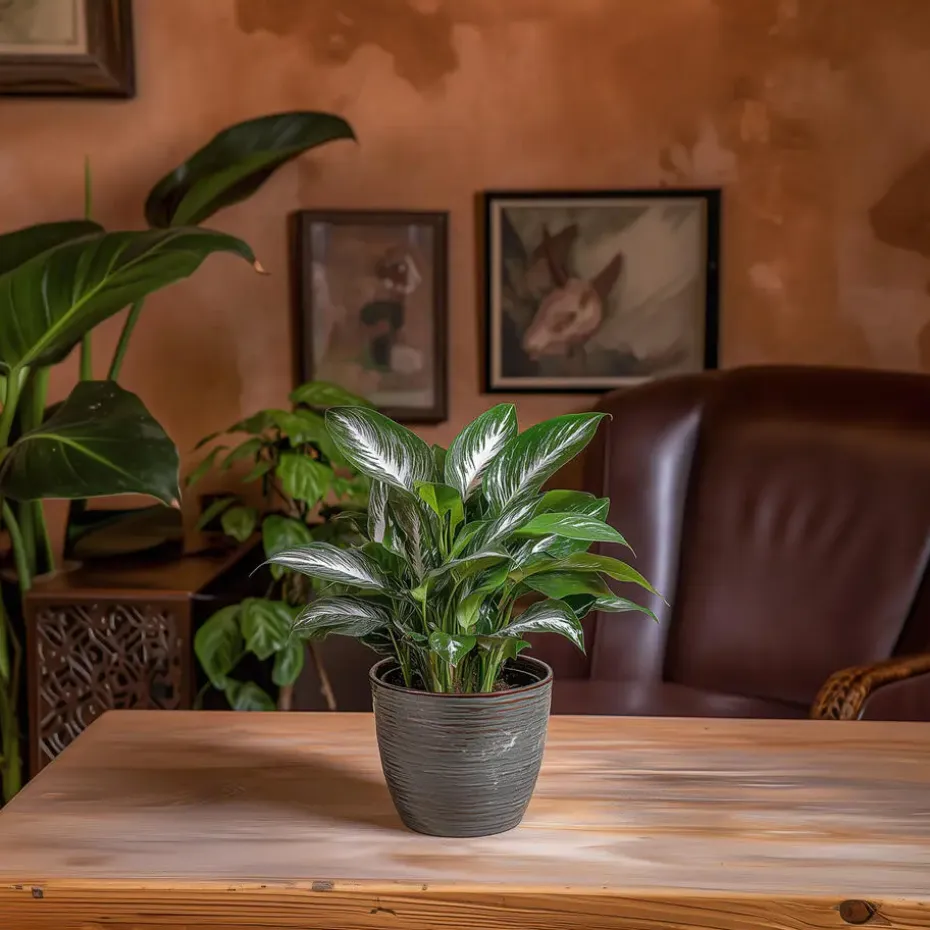 Lepelplant - Set van 2 - Spathiphyllum 'Diamond' - Hoogte 40-50cm - ⌀12cm