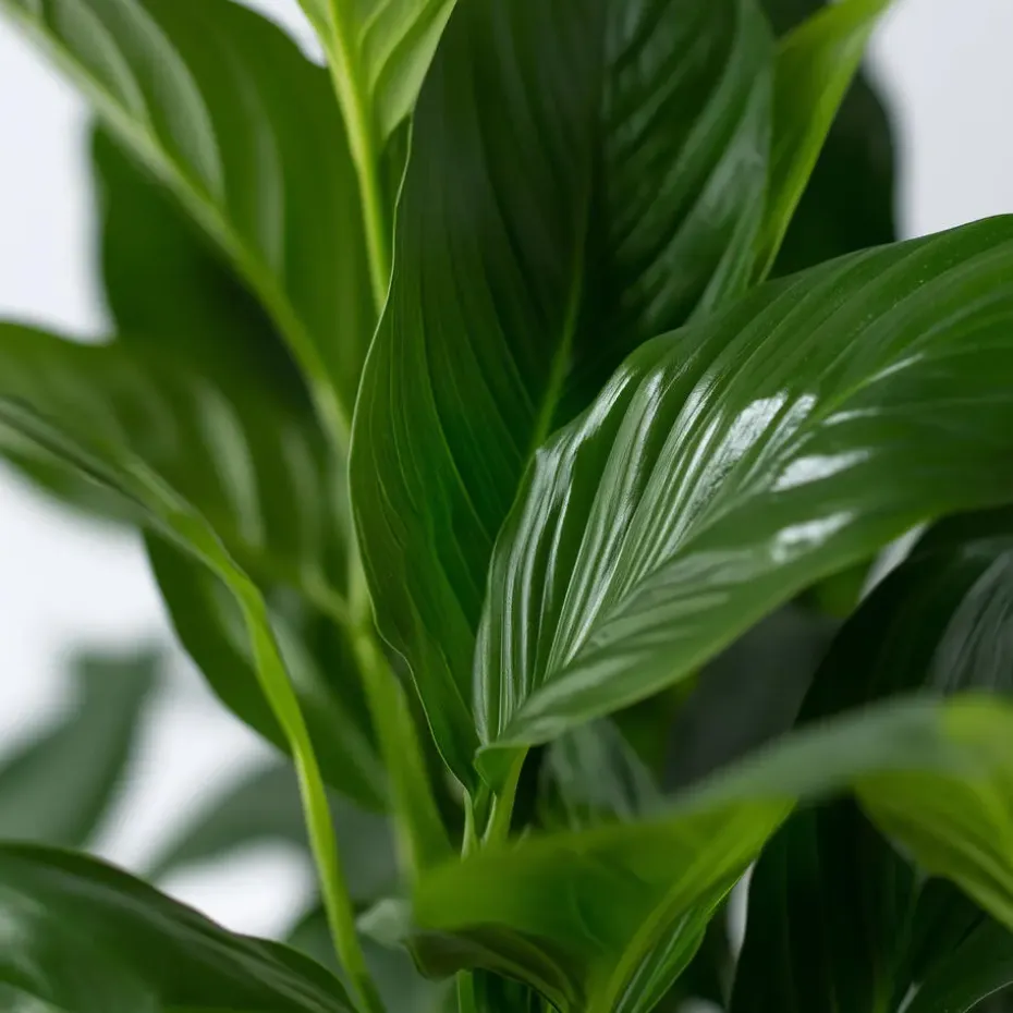 Lepelplant - Set van 2 - Spathiphyllum 'Torelli' - Hoogte 30-45cm - ⌀12cm