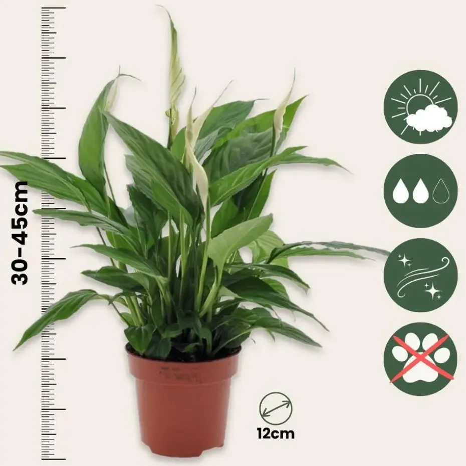 Lepelplant - Set van 2 - Spathiphyllum 'Torelli' - Hoogte 30-45cm - ⌀12cm