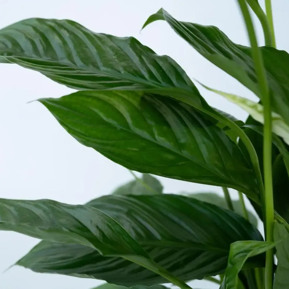 Lepelplant - Set van 2 - Spathiphyllum 'Torelli' - Hoogte 30-45cm - ⌀12cm