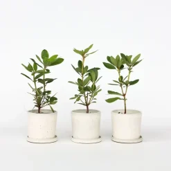 Limoenboom - Set van 3 - Citrus aurantifolia - Hoogte 25-40cm - ⌀9cm