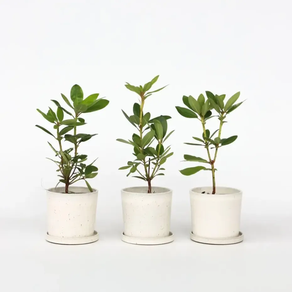 Limoenboom - Set van 3 - Citrus aurantifolia - Hoogte 25-40cm - ⌀9cm