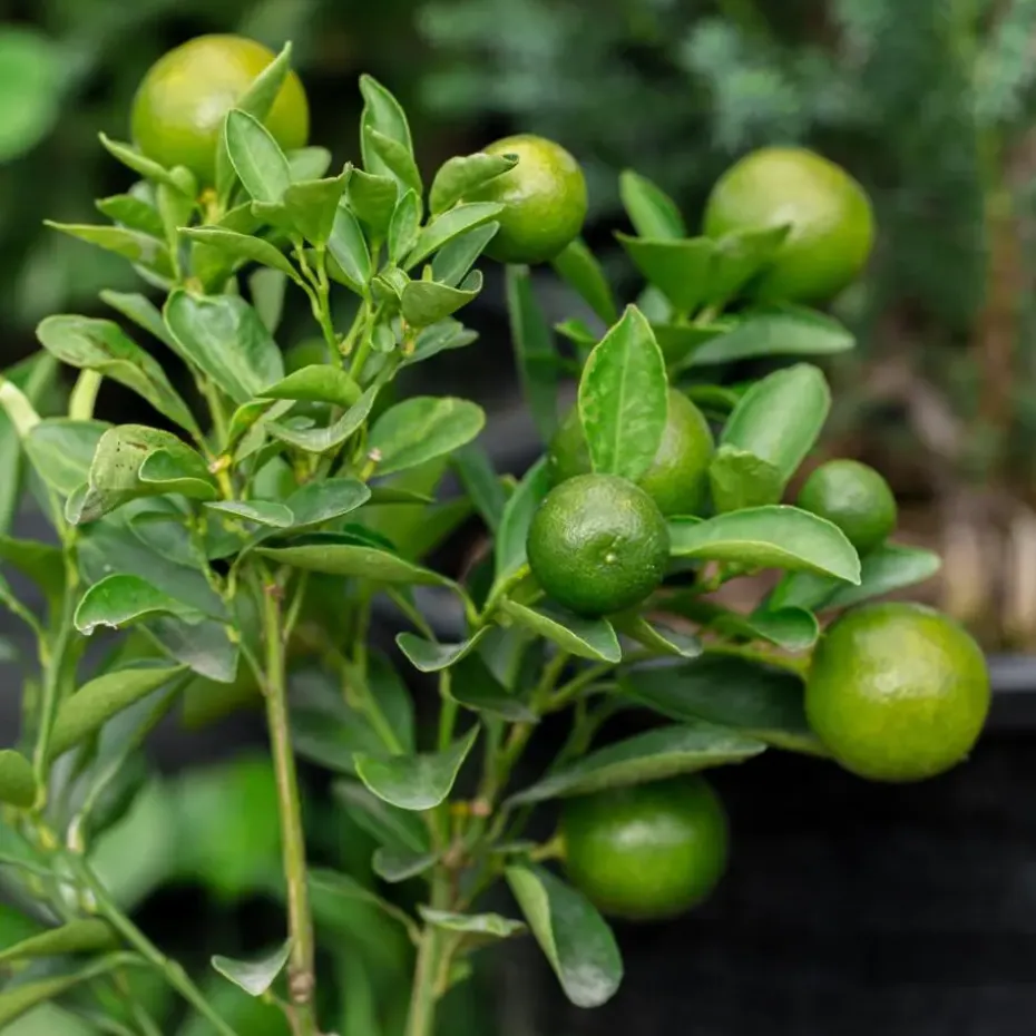 Limoenboom - Set van 3 - Citrus aurantifolia - Hoogte 25-40cm - ⌀9cm