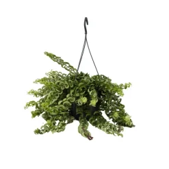 Lippenstiftplant - Aeschynanthus pulcher - Hoogte 20-30cm - ⌀15cm