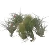 Luchtplantjes - Set van 12 - Tillandsia - Hoogte 5-15cm - ⌀5cm