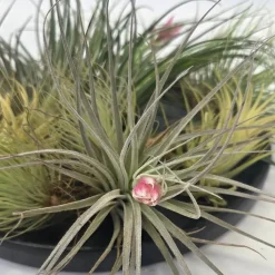 Luchtplantjes - Set van 12 - Tillandsia - Hoogte 5-15cm - ⌀5cm