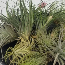 Luchtplantjes - Set van 12 - Tillandsia - Hoogte 5-15cm - ⌀5cm