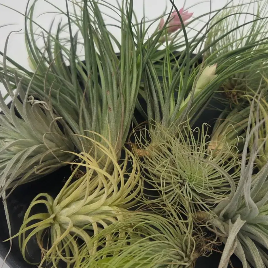 Luchtplantjes - Set van 12 - Tillandsia - Hoogte 5-15cm - ⌀5cm