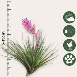 Luchtplantjes - Set van 12 - Tillandsia - Hoogte 5-15cm - ⌀5cm