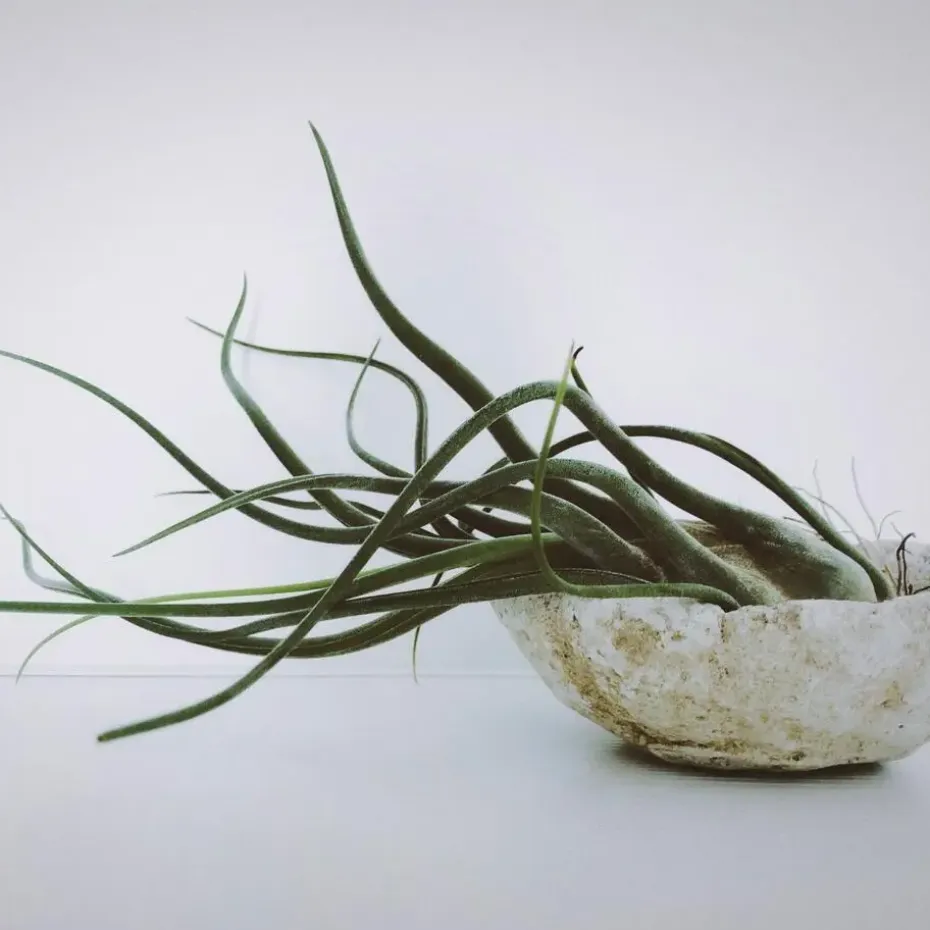 Luchtplantjes - Set van 5 - Tillandsia - Hoogte 5-15cm - ⌀5cm