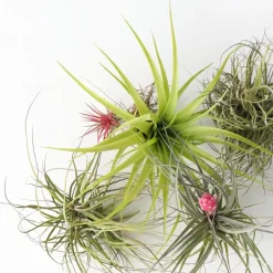 Luchtplantjes - Set van 10 - Tillandsia - Hoogte 5-15cm - ⌀5cm
