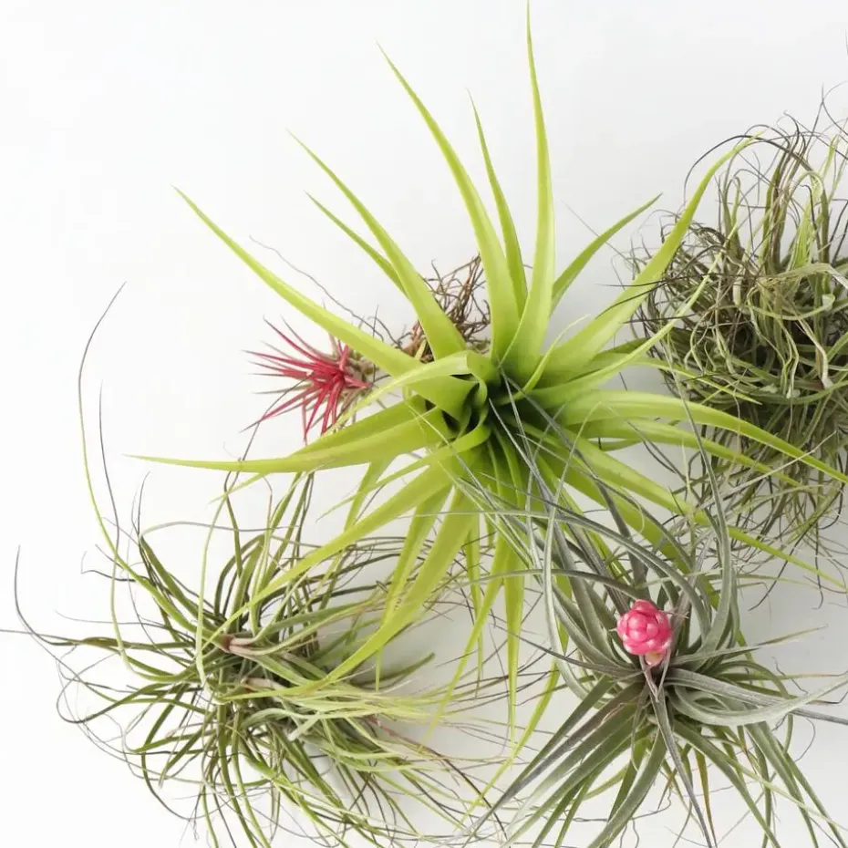 Luchtplantjes - Set van 10 - Tillandsia - Hoogte 5-15cm - ⌀5cm
