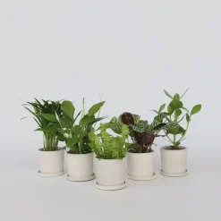 Luchtzuiverende kamerplanten - Set van 5 - Hoogte 25-40cm - ⌀12cm