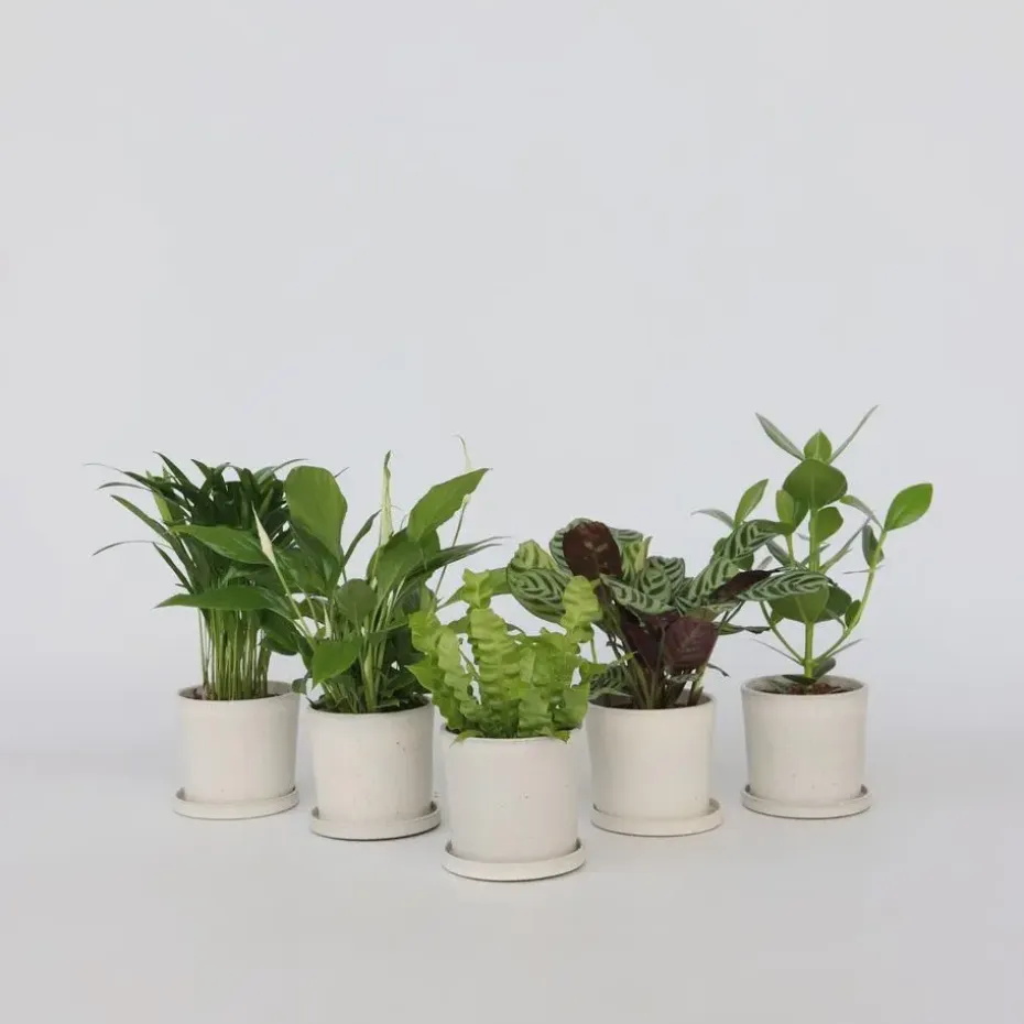 Luchtzuiverende kamerplanten - Set van 5 - Hoogte 25-40cm - ⌀12cm