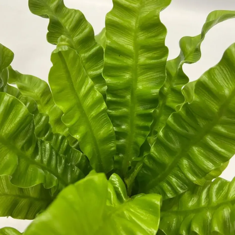 Luchtzuiverende kamerplanten - Set van 5 - Hoogte 25-40cm - ⌀12cm