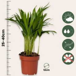 Luchtzuiverende kamerplanten - Set van 5 - Hoogte 25-40cm - ⌀12cm