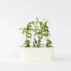 Mannentrouw - Set van 6 - Plumbago auriculata - Hoogte 25-40cm - ⌀9cm
