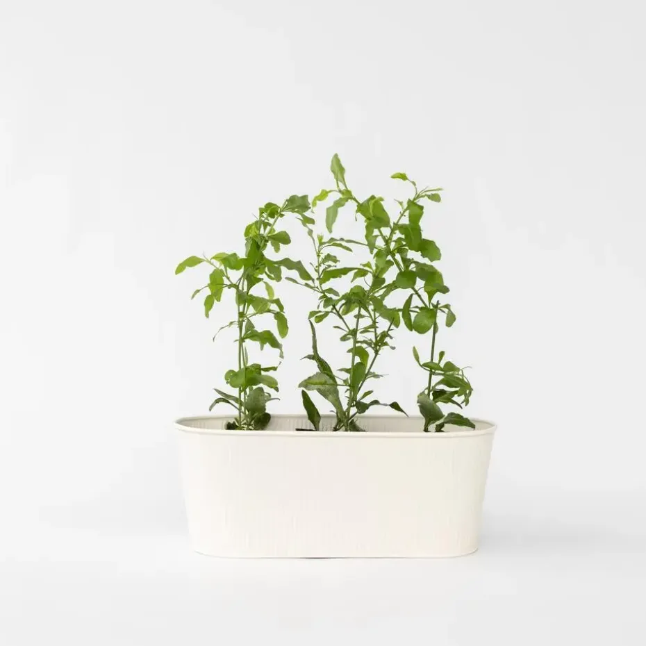Mannentrouw - Set van 6 - Plumbago auriculata - Hoogte 25-40cm - ⌀9cm