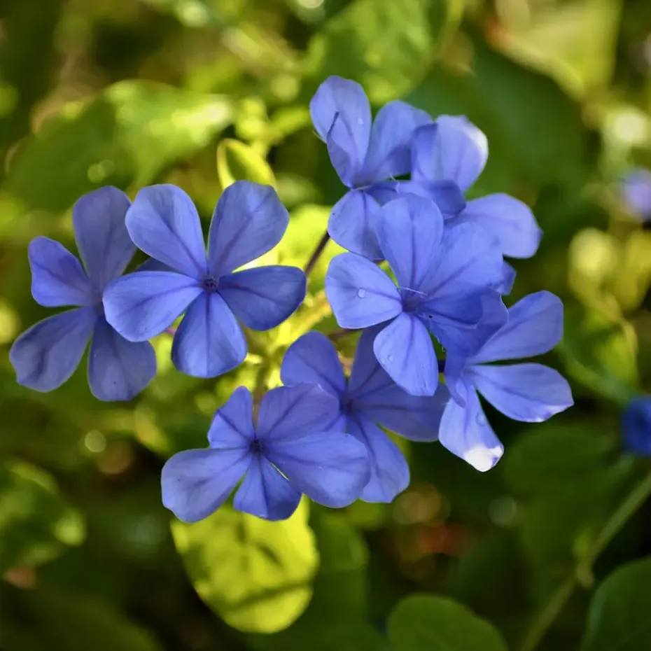 Mannentrouw - Set van 6 - Plumbago auriculata - Hoogte 25-40cm - ⌀9cm
