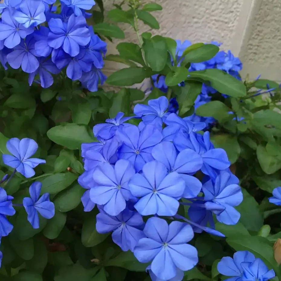 Mannentrouw - Set van 6 - Plumbago auriculata - Hoogte 25-40cm - ⌀9cm