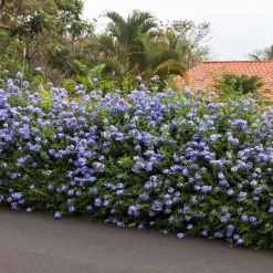 Mannentrouw - Set van 6 - Plumbago auriculata - Hoogte 25-40cm - ⌀9cm