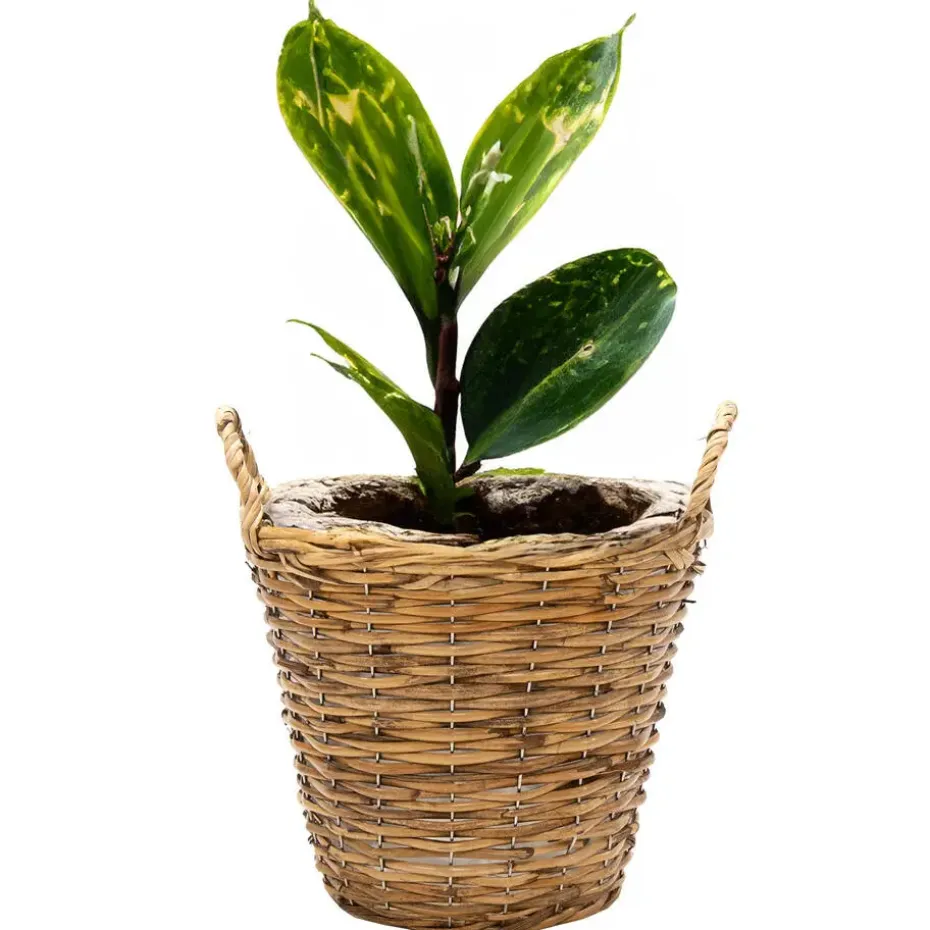Mega Collections Plantenmand Cuba - rotan - lichtbruin - D17 x H14 cm